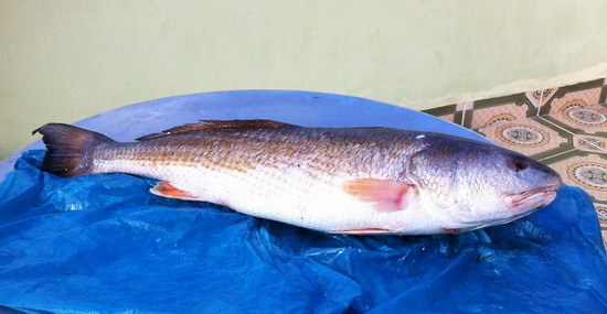 Bắt được cá sủ vàng nặng 7 kg