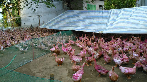 5.000 đồng 10 quả trứng vịt ở Đồng Tháp