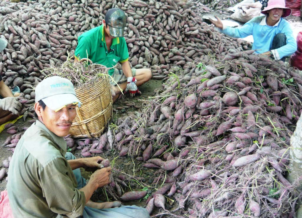 Lận đận đầu ra nông sản