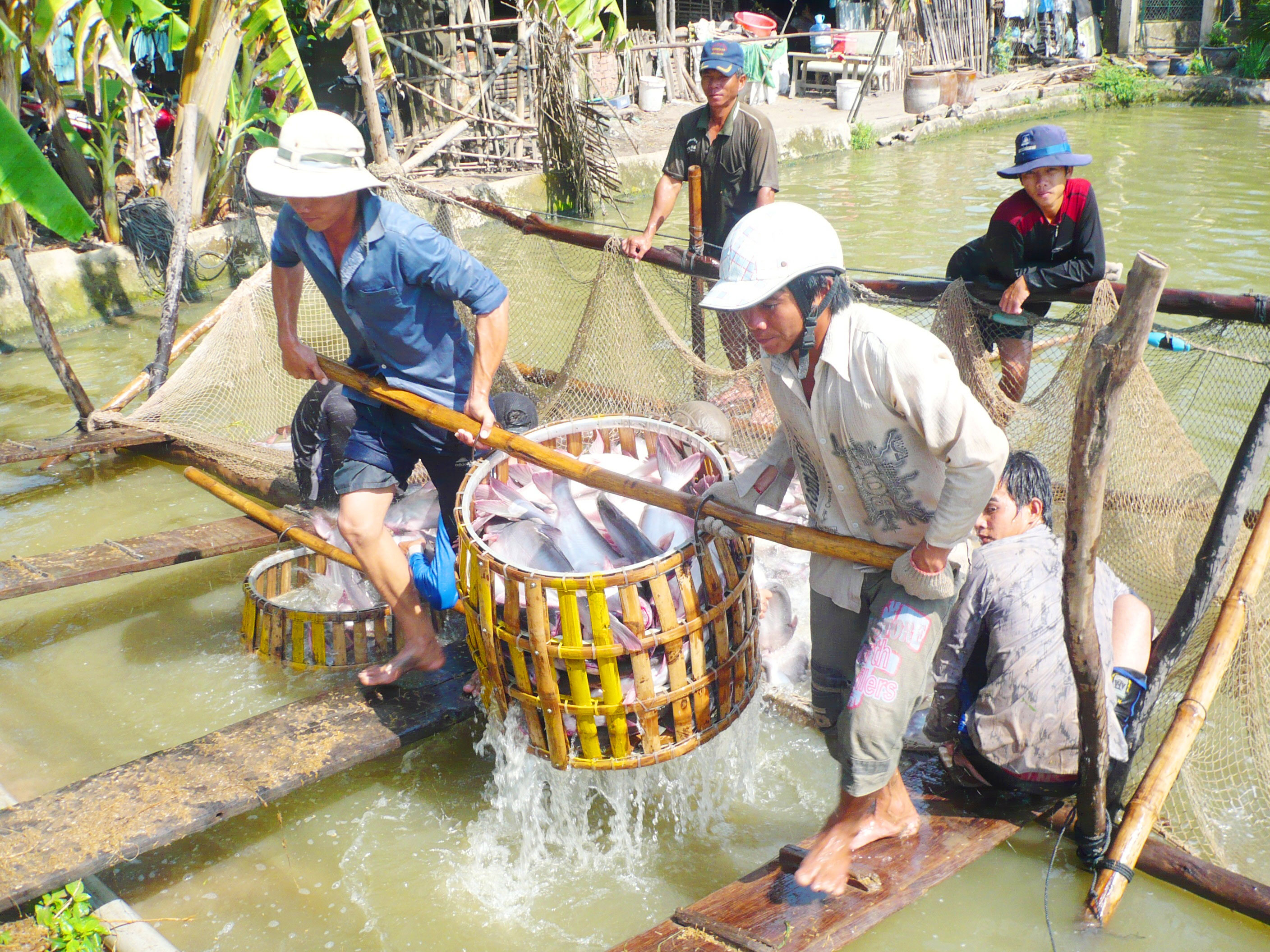 Cá tra sập bẫy thương lái Trung Quốc