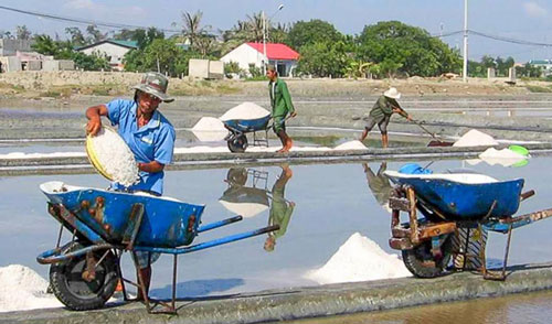 Thu mua muối tồn kho của diêm dân