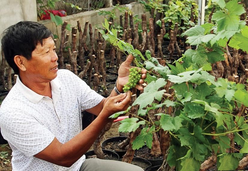 
Một chủ vườn ở Ninh Thuận chăm s&oacute;c nho cảnh b&aacute;n Tết
