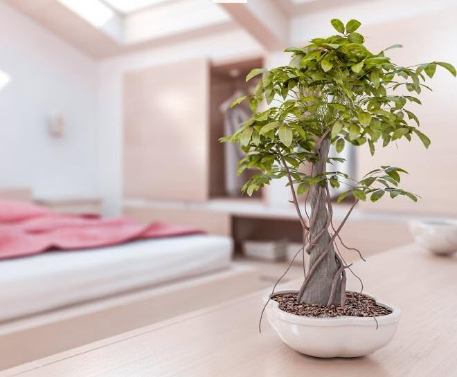 Vị trí đặt cây cảnh phong thủy để thu bộn tiền