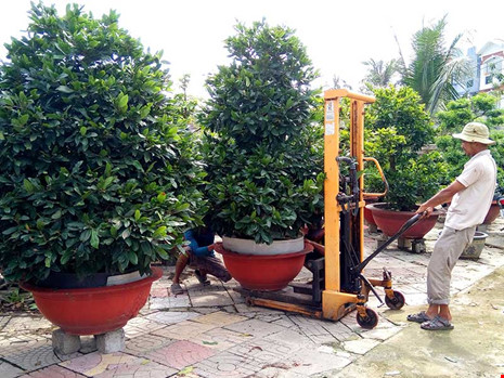 Hoa lạ, kiểng độc rục rịch ra chợ tết