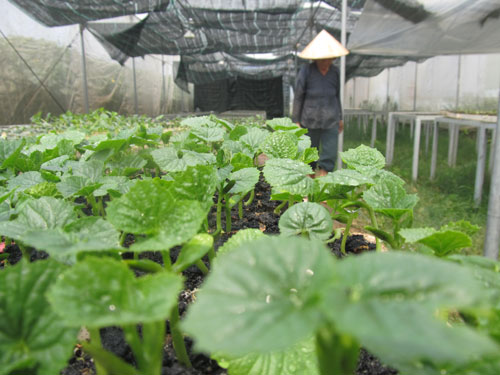 Rau VietGAP lận đận