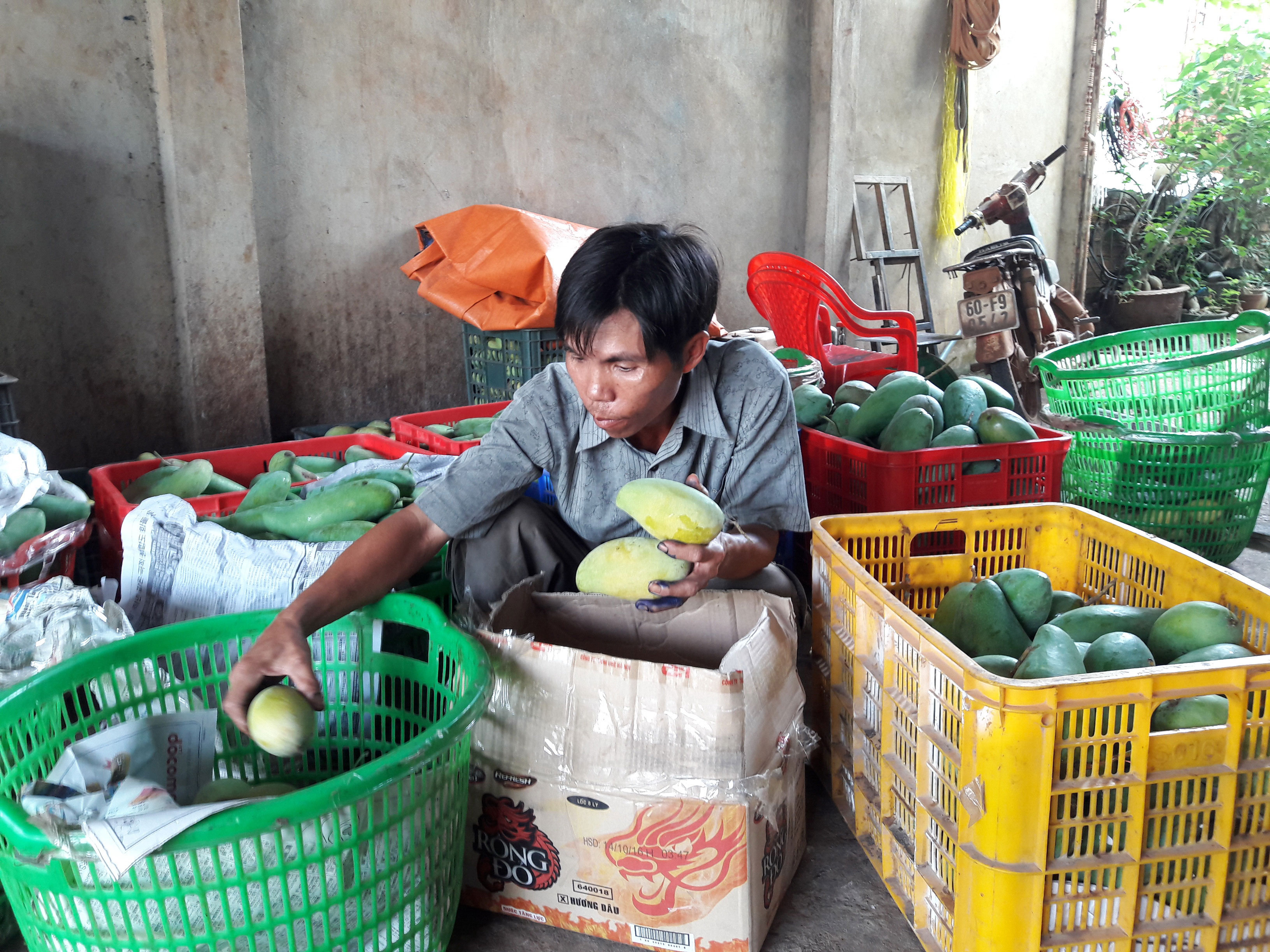 Xoài rớt giá, người trồng khốn đốn