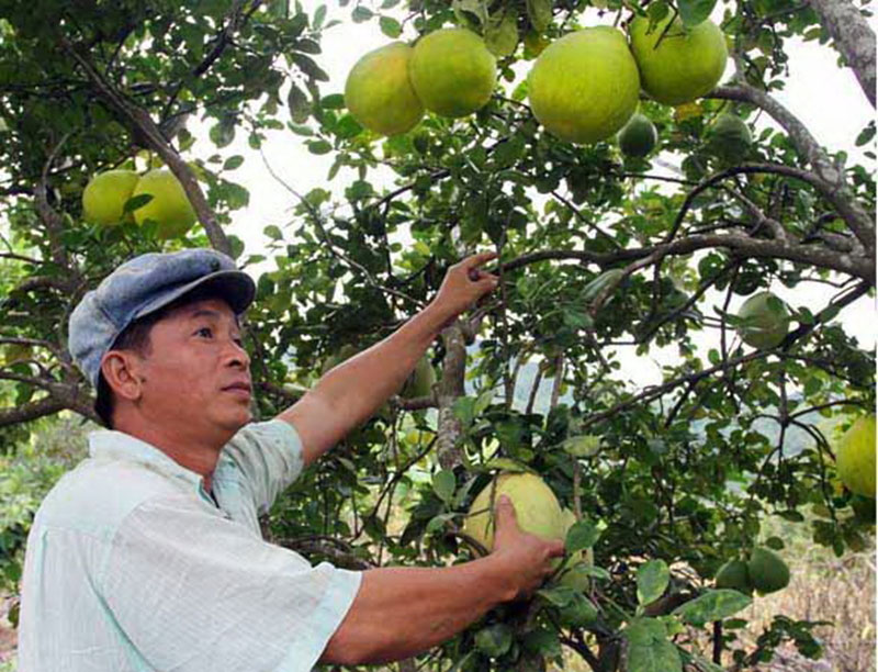 Trái cây Nam Bộ trên xứ xương rồng