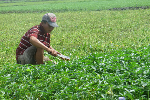 Sản phẩm VietGAP “mất thiêng”