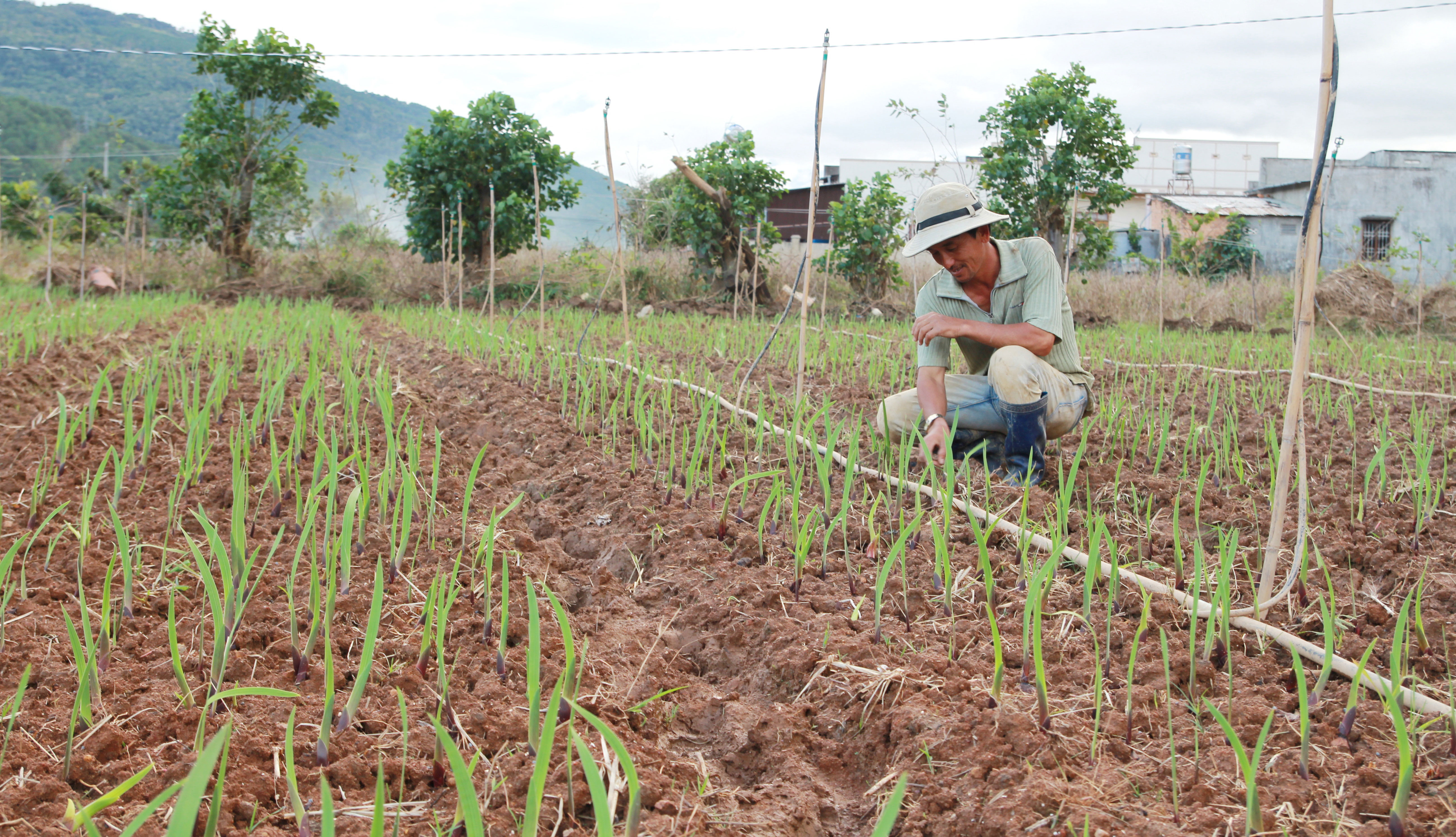 Hoa Tết Đà Lạt lo dội hàng