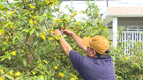 Người trồng hoa Tết âu lo