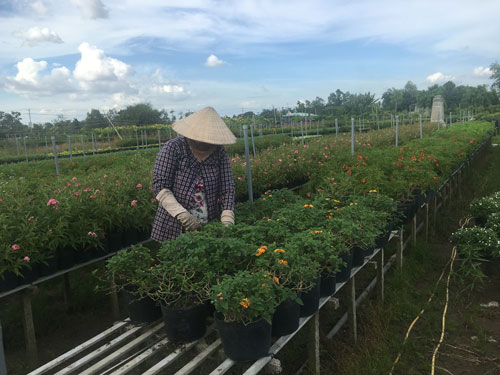 Các hộ trồng hoa tại huyện Chợ Lách, tỉnh Bến Tre thấp thỏm vì thời tiết bất thường