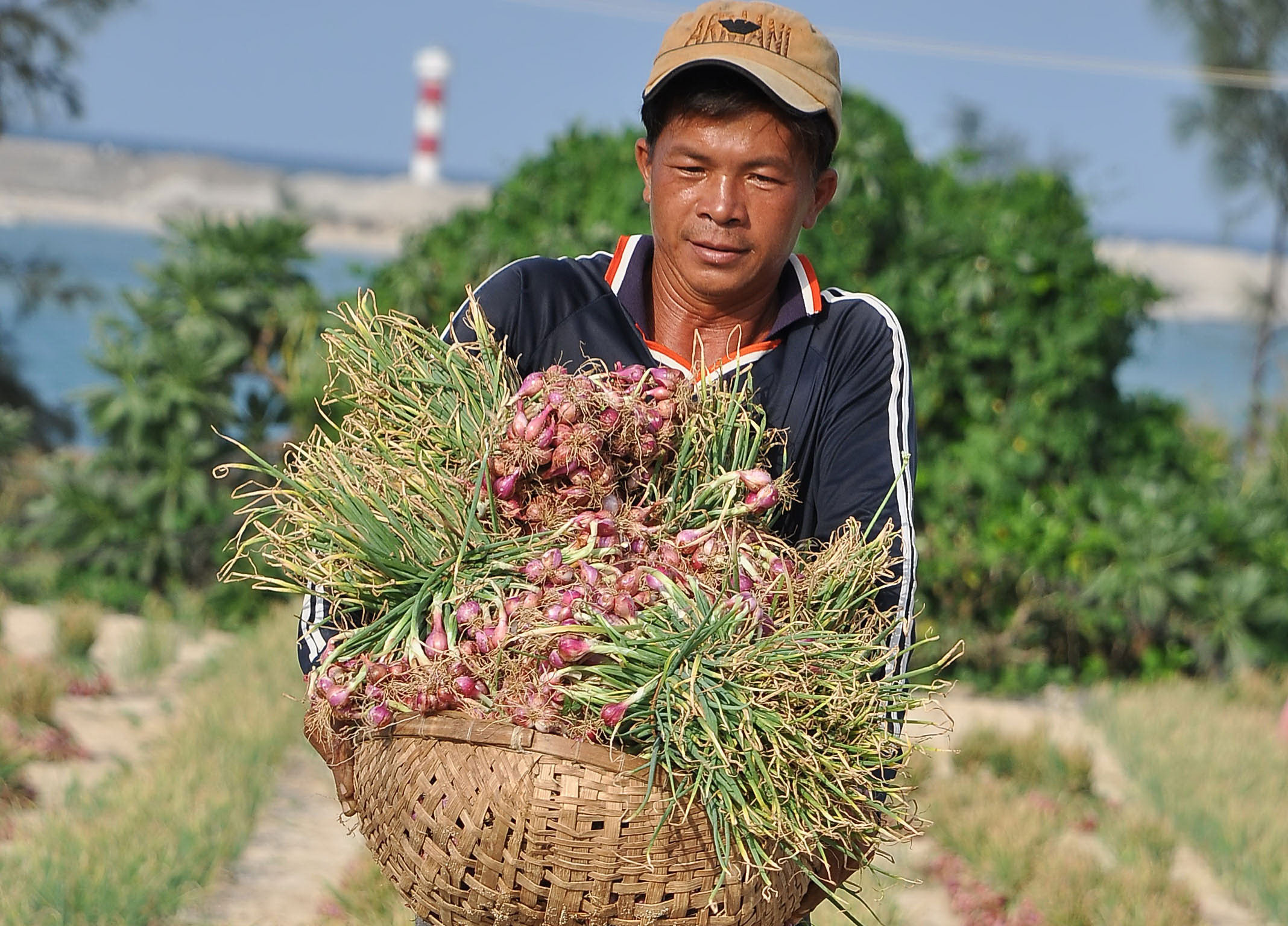 Nguy cơ “xóa sổ” đặc sản Lý Sơn