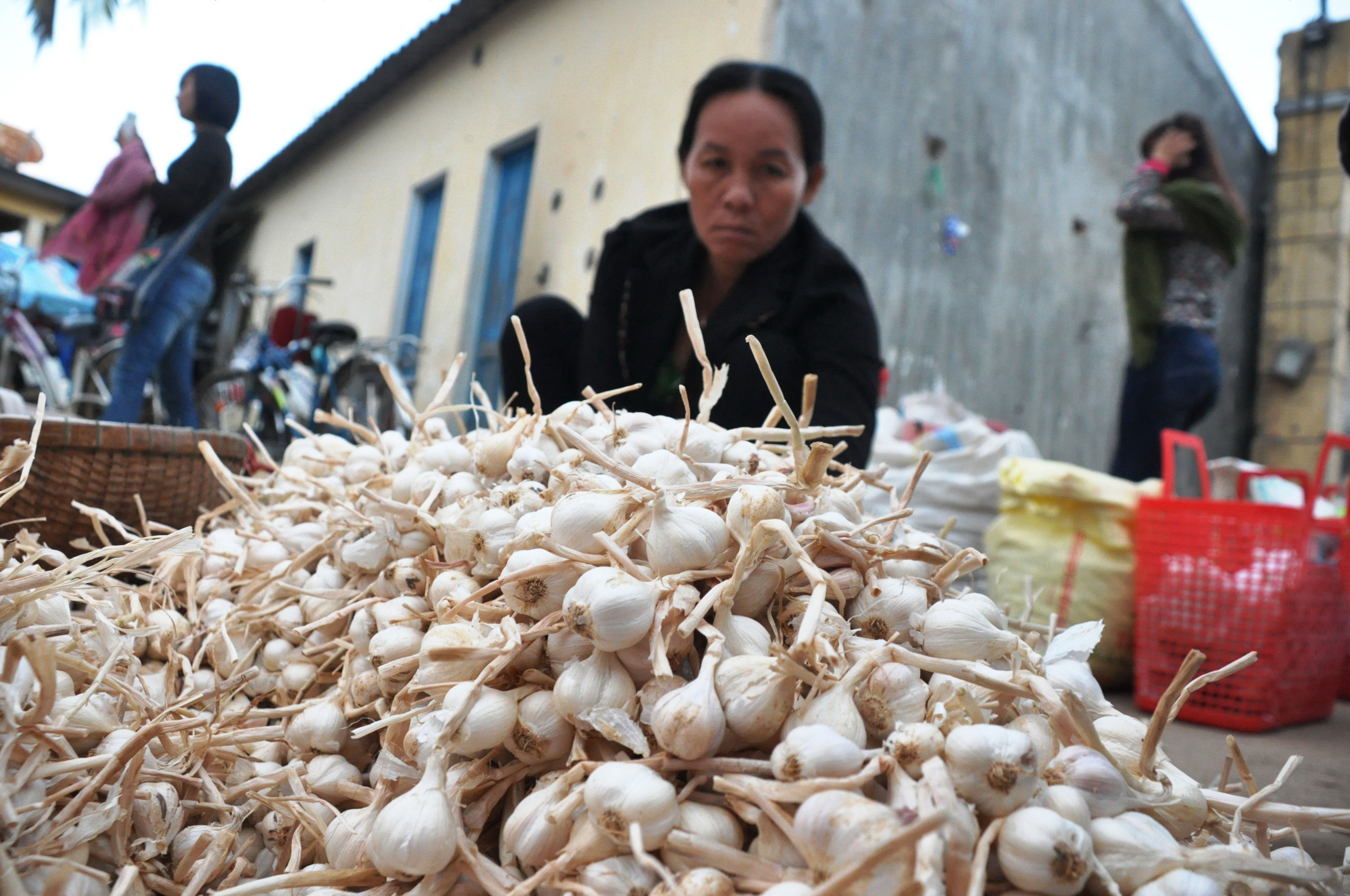 Làm nhái tỏi Lý Sơn