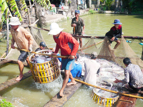 Nhiều chất cấm không còn phát hiện trong thủy sản