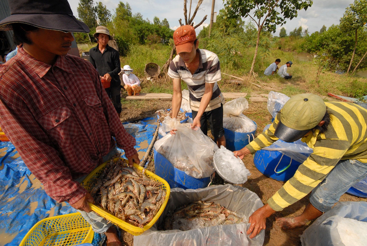 Vực dậy ngành tôm