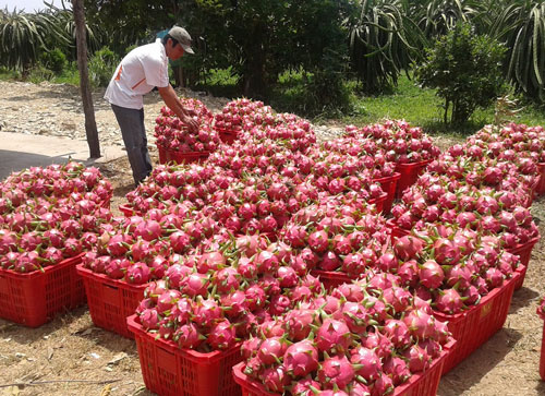 Đầu ra tr&aacute;i thanh long thường xuy&ecirc;n bấp b&ecirc;nh v&igrave; thị trường ti&ecirc;u thụ kh&ocirc;ng ổn định