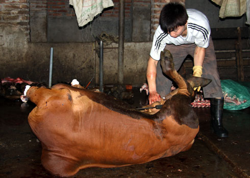 Hành xử tệ với gia súc!