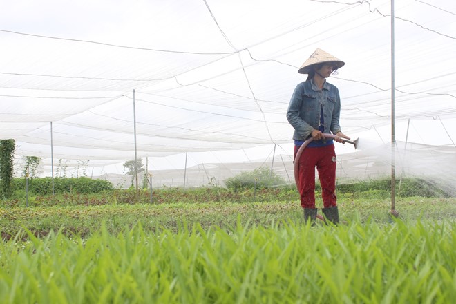 Ra ngoại ô Sài Gòn mở trang trại thuê đất trồng rau