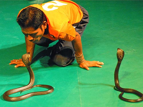 “Hàng độc” làm thuốc