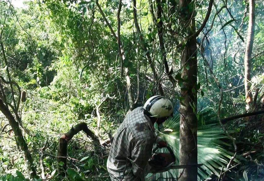 Dự án nuôi bò “nuốt” 870 ha rừng