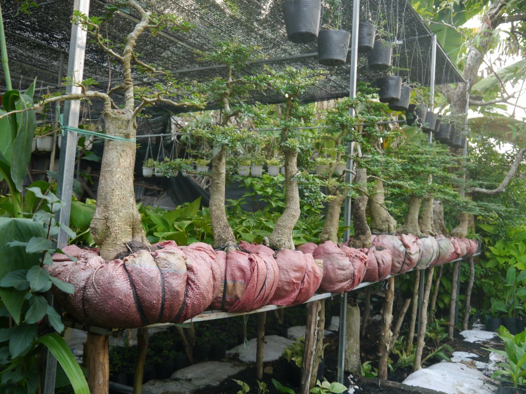 Cố níu màu tết Sài Gòn xưa