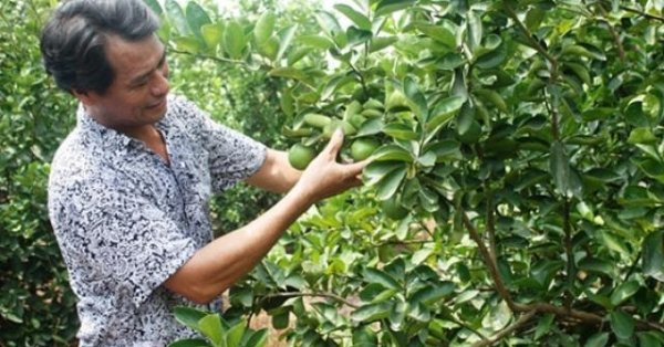 Trồng chanh VietGAP, xây nhà lầu bạc tỉ