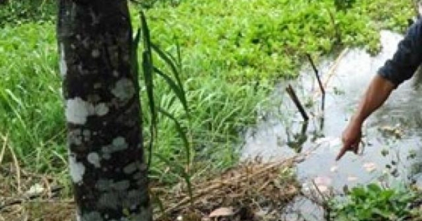 Ông chủ vựa trái cây lụy tình