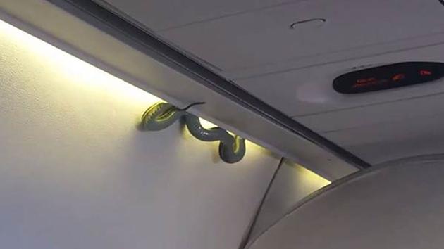 Rắn lục xuất hiện tr&ecirc;n m&aacute;y bay của h&atilde;ng Aeromexico ng&agrave;y 6-11. Ảnh: Indalecio Medina