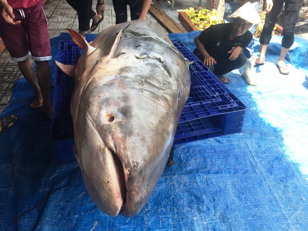 Thuê 8 thanh niên khuân vác cá tra dầu nặng 200kg