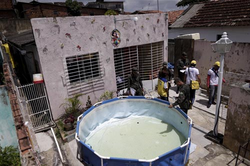Zika có nguy cơ thành đại dịch