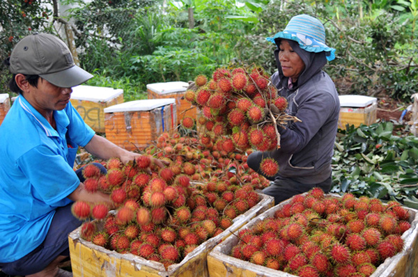Nông dân Đồng Nai ồ ạt trồng chôm chôm Thái