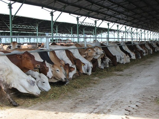 Đua nhập bò Úc giá bèo 3USD/kg về vỗ béo