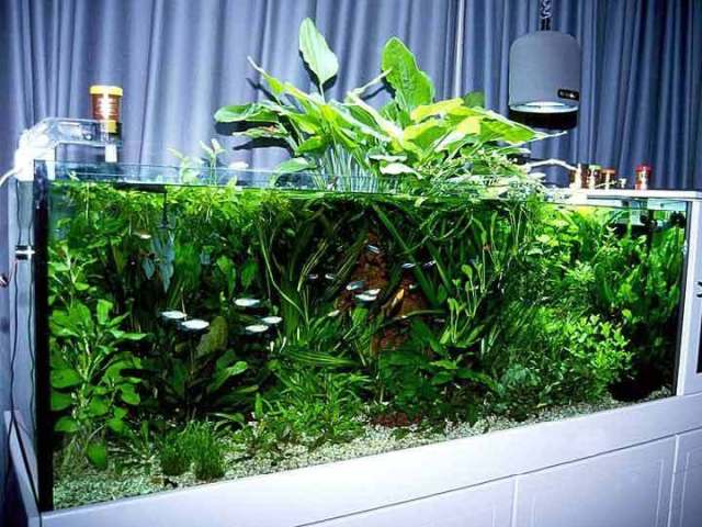 Bể cá và những kiêng kỵ theo phong thủy