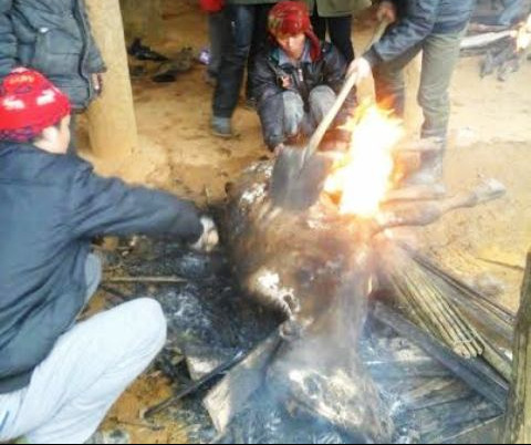 Hơn 100 con trâu, bò tại Thanh Hóa chết rét