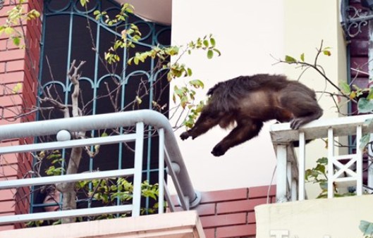 Hà Nội: Bí ẩn khỉ mặt đỏ gây náo loạn khu phố