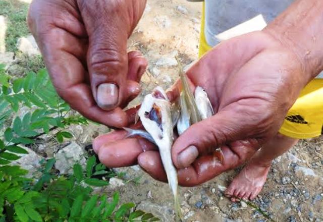 Nước sông nổi bọt, cá chết hàng loạt
