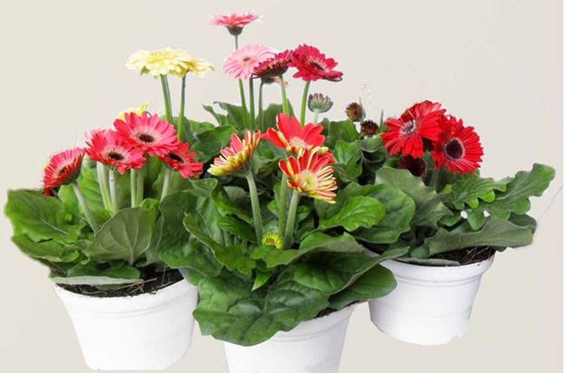 15 loại cây cảnh lọc chất độc tốt nhất nên trồng trong nhà