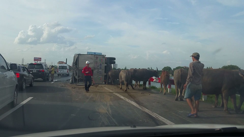 Xe chở bị tai nạn, đàn trâu "đại náo" cao tốc Pháp Vân-Cầu Giẽ