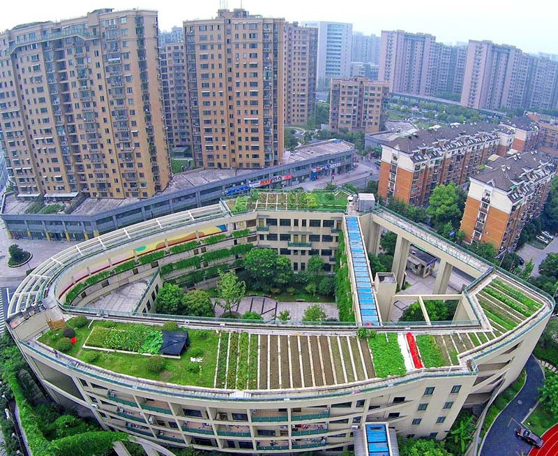"Ốc đảo" rau hữu cơ xanh mướt trên nóc trường tiểu học