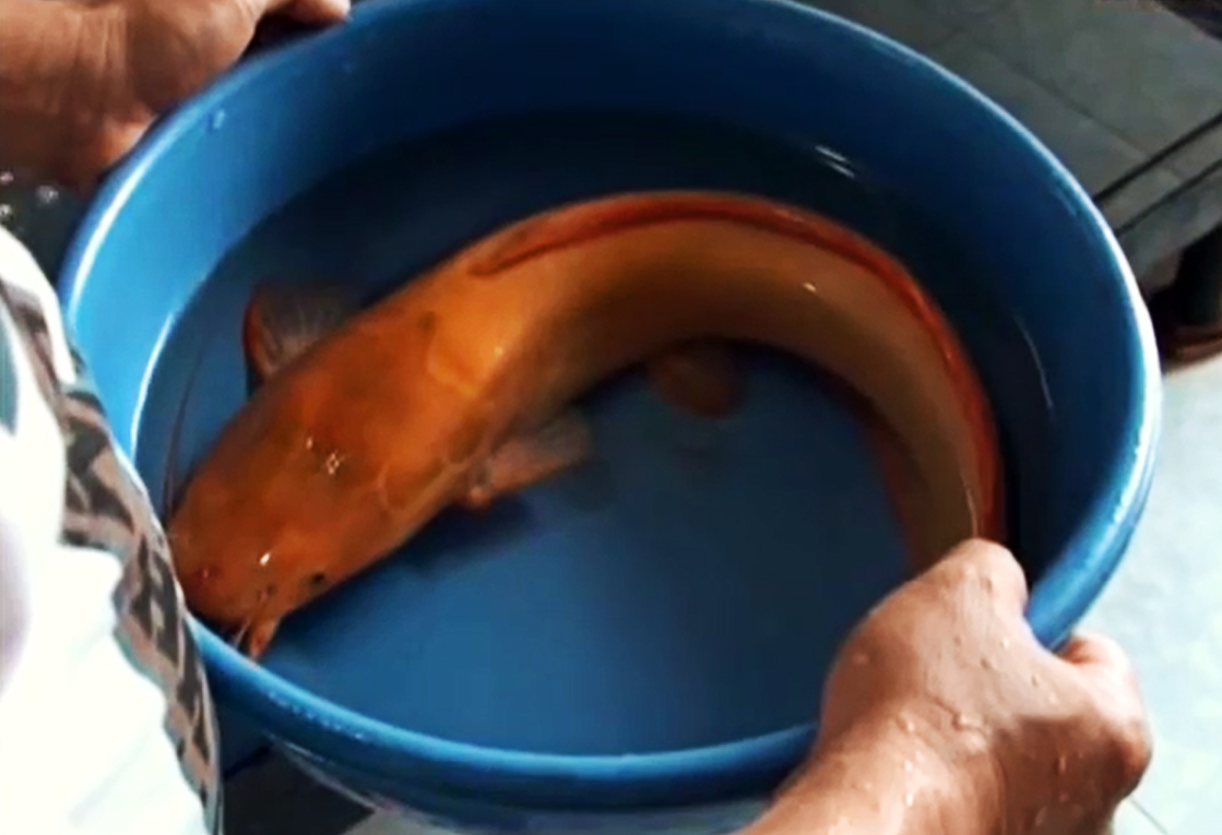 Bắt được cá trê vàng nặng gần 1 kg