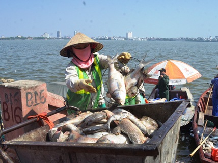 
Vụ c&aacute; chết tại Hồ T&acirc;y khiến nhiều người d&acirc;n H&agrave; Nội hoang mang
