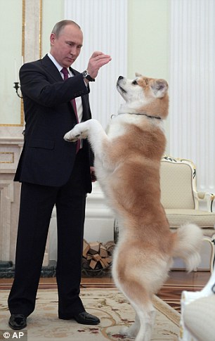 
&Ocirc;ng Putin cho Yume ăn. Ảnh: AP

