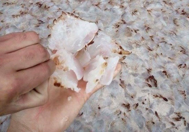 Làm giàu nhờ nghề vớt 'vàng trắng' trên biển