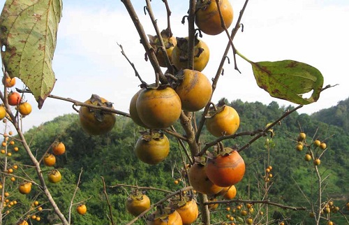 Hồng vành khuyên ăn giòn, ngọt, là cây ăn quả đặc sản thế mạnh giúp xóa đói giảm nghèo cho người dân. Ảnh: Hồng Vân