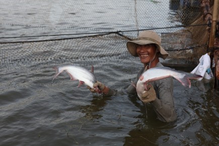 Thương lái Trung Quốc ồ ạt thu mua cá tra