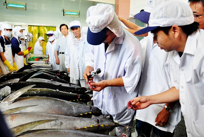 Mỗi năm Việt Nam nhập 5.000 tấn cá ngừ đại dương
