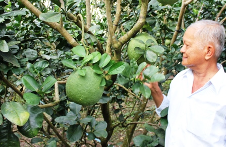 Bưởi da xanh khan hàng do hạn mặn