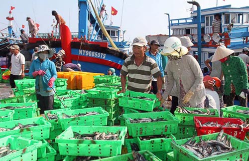 Ngư dân Ninh Thuận trúng mùa cá nục