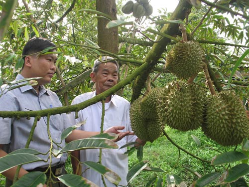 Nông dân vùng ngập lũ lãi lớn nhờ trồng sầu riêng
