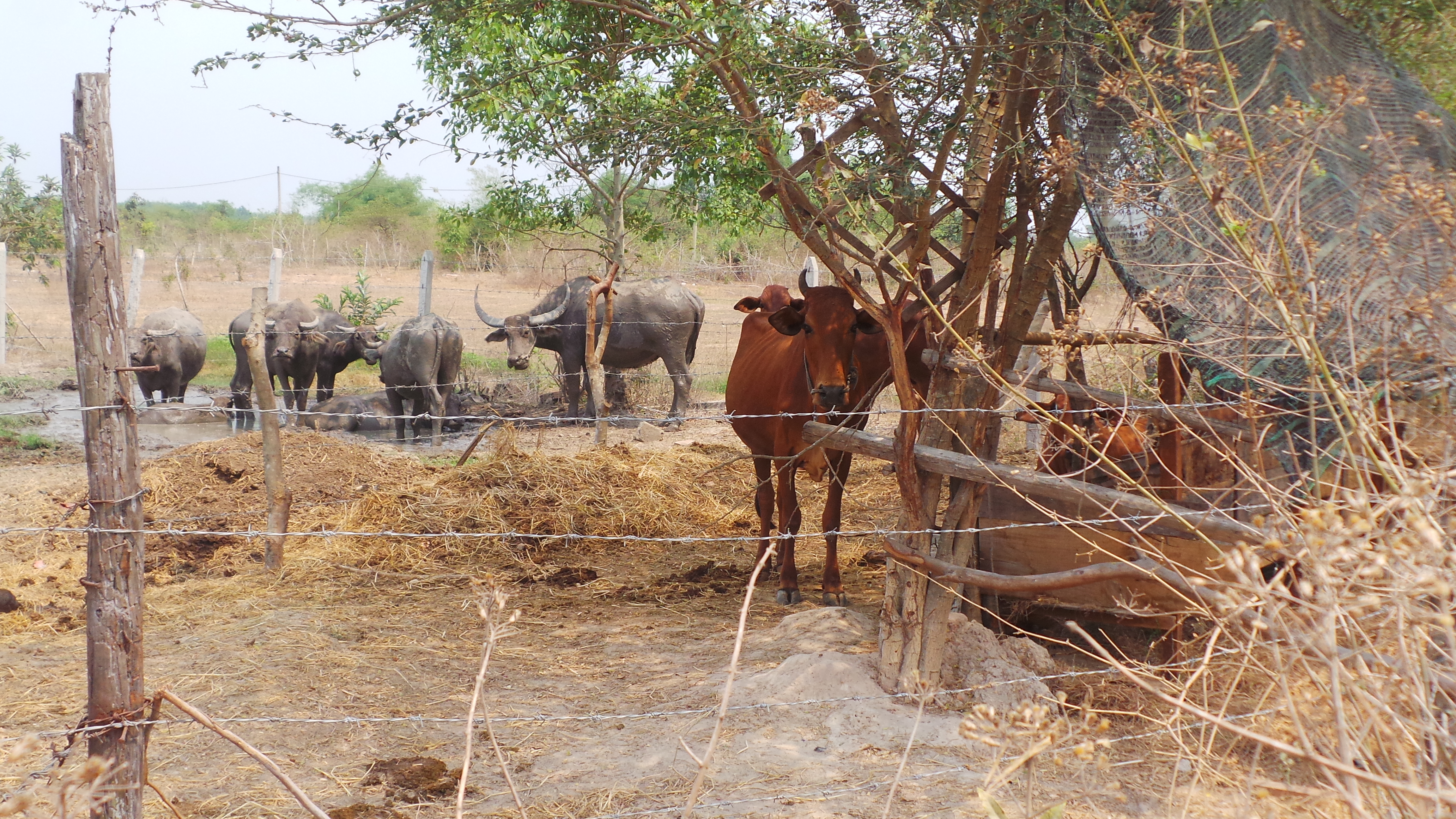 Thanh tra toàn diện dự án Thảo cầm viên Sài Gòn Safari